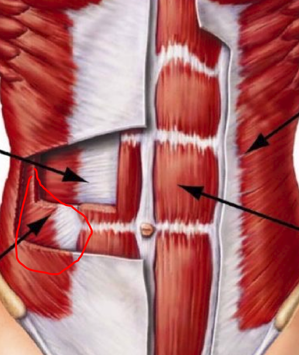 <p>PA -same as external obliques</p><p>fibers run diagonally from down up/</p>