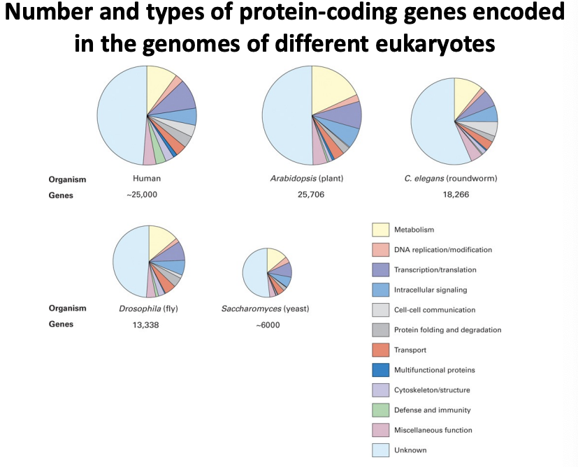 <p>-we now know the complete sequence of the genomes of many organisms</p><p>-we can “read” the gene sequences to predict the potential complement fo proteins (proteome) of many organisms</p><p>-prokaryote needs 1000-4000 different proteins to make a cell</p><p>-eukaryote needs 30000 to make a complex cell</p>