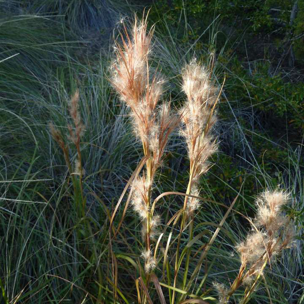 <p>Bushy bluestem</p>