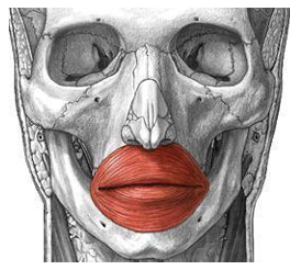 <p>INSERTION of orbicularis oris</p>