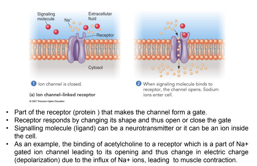 <p>Signaling molecule binds to ion channel– linked receptor causing ion channel to opens or close.</p>