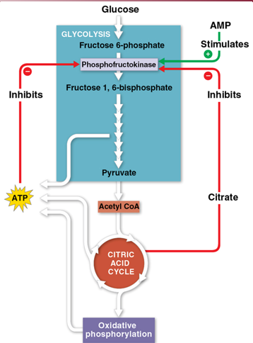 <p>How metabolic pathways are regulated </p>