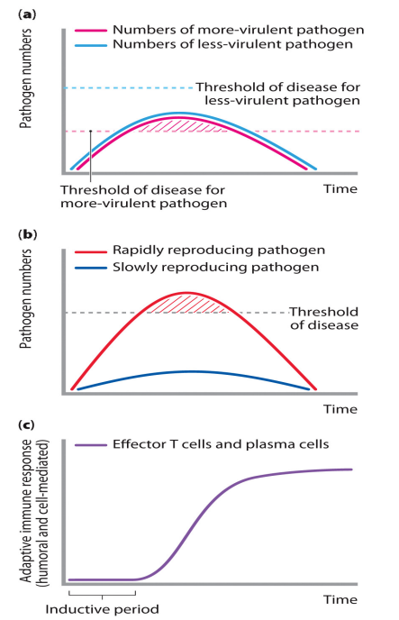 <p>1. more virulent pathogen has lower threshold of disease</p><p>- if immune response to both pathogens is same, less virulent pathogen does not reach threshold = contained by immune response</p><p>- only most virulent pathogen causes illness</p><p>2. two pathogens have same threshold of disease but reproduce at different rates</p><p>- more rapidly producing pathogen reaches its threshold before inductive period is complete</p><p>- more slowly replicating pathogen is contained by immune response</p><p>- only fast replicating pathogen causes illness</p><p>3. Time-course of adaptive immune response</p>
