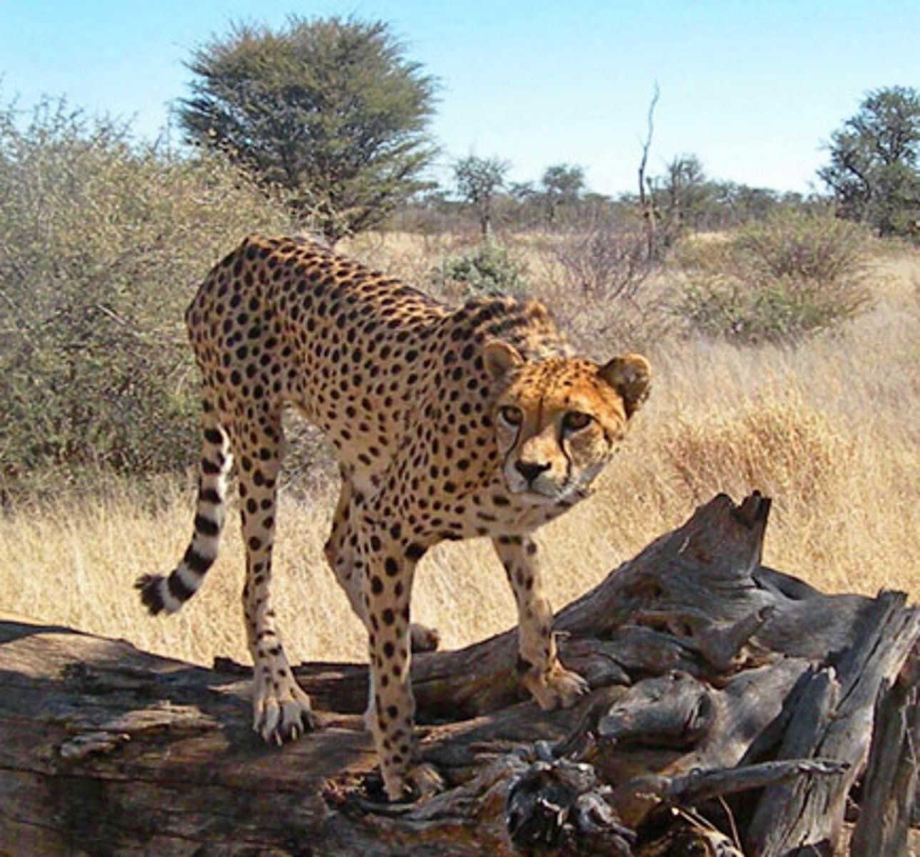 <p>A complete living thing</p>