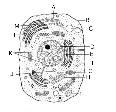 <p>Identify and label this diagram</p>