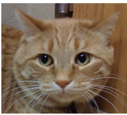 <p>describe what you see here, will you continue to approach this cat?</p>