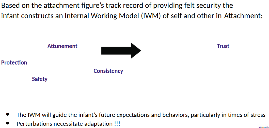 <p>Attachment Behavioral System</p>