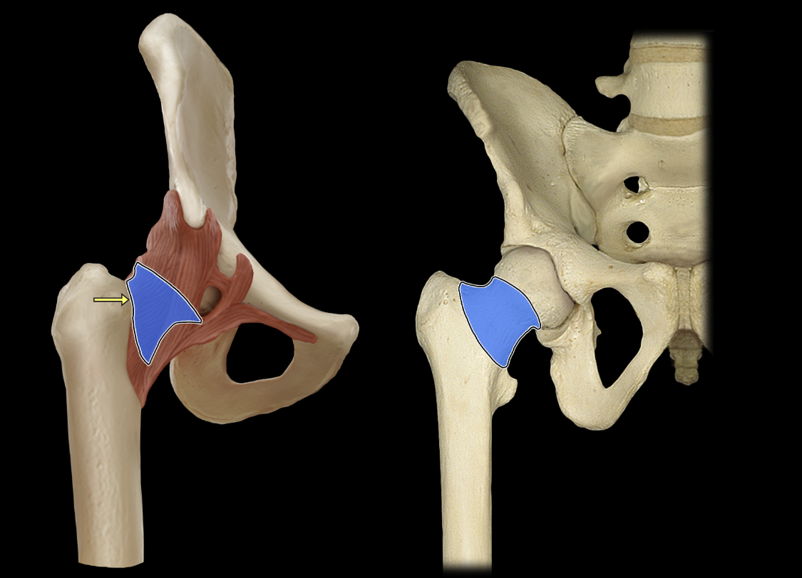 <p>Neck of femur</p>