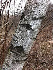 <p>gray birch, Betula populifolia, Betulaceae</p>