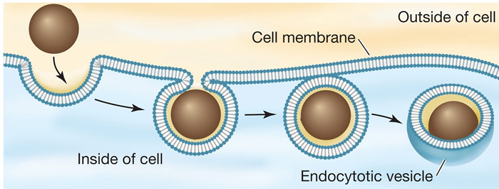 <p>uptake of large extracellular material into cell</p><ul><li><p>cell membrane surrounds extracellular material</p><p>** also function in plant vacuole</p></li></ul><p></p>