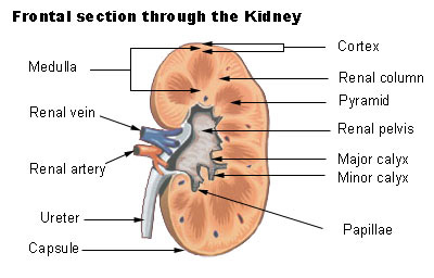 <p><strong>Q:</strong> What are calyces?</p>