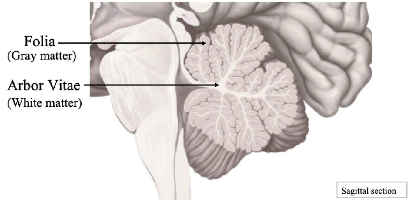 <ul><li><p>Coordinates voluntary movements</p></li><li><p>Regulates posture and balance</p></li></ul>