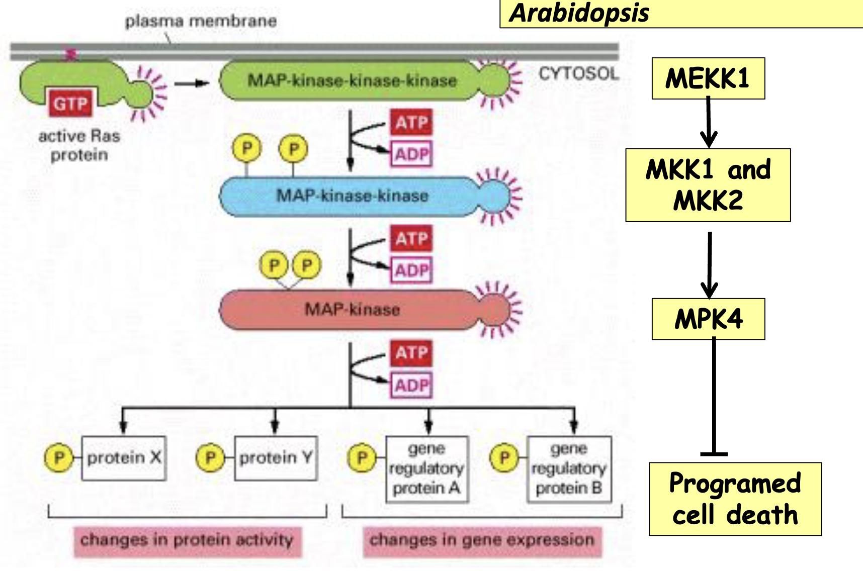 <ul><li><p>MEKK1, MKK1/MKK2 and MPK4 form a MAP kinase cascade to inhibit programmed cell death in Arabidopsis</p></li><li><p>in a mekk1 <em>lof</em>, we’d expect to see increased cell death (can’t activate MKK1/2 → can’t activate MPK4 → more death)</p></li><li><p>all 3 of these promote cell survival</p></li></ul><p></p>