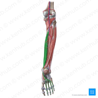 <p>A muscle that flexes the toes and plantar flexes and inverts the foot, situated on the posterior side of the leg.</p>