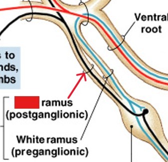 <p>Which ramus of spinal nerves:</p><ul><li><p>Unmyelinated nerves</p></li><li><p>Innervates smooth muscles & glands</p></li><li><p>Return from sympathetic ganglion</p></li><li><p>Rejoin spinal nerve</p></li></ul><p></p>