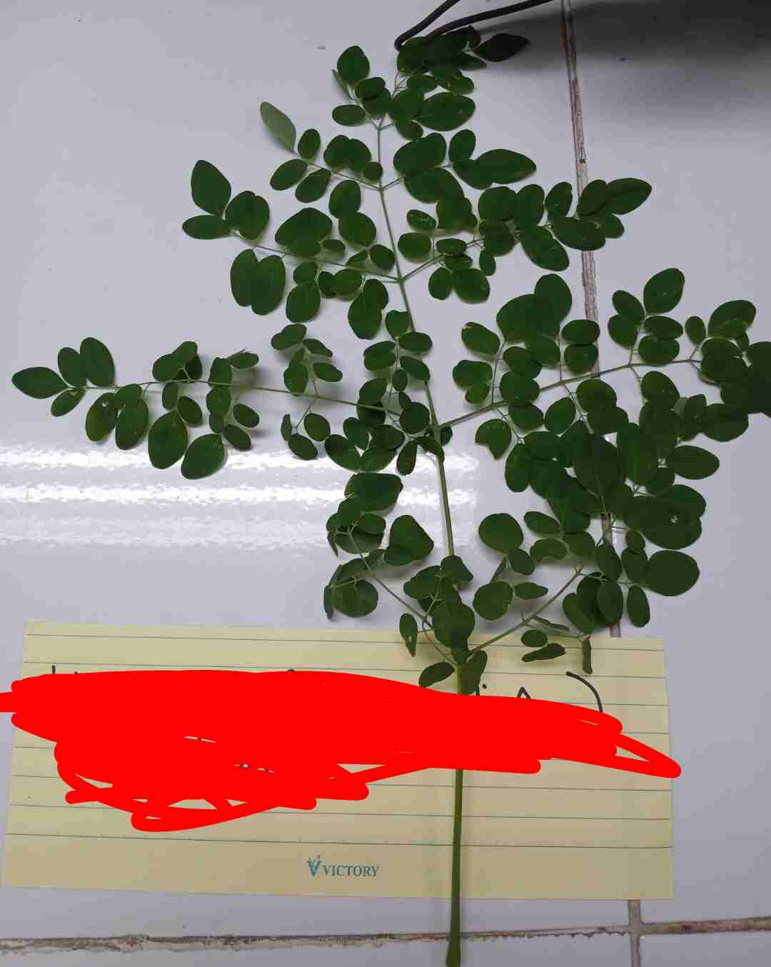 <p>What type of compound leaf is this?</p>