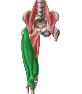 <p>contains: </p><ul><li><p>rectus femoris </p></li><li><p>vastus lateralis</p></li><li><p>vastus medialis </p></li><li><p>vastus intermedius </p></li></ul><p></p>