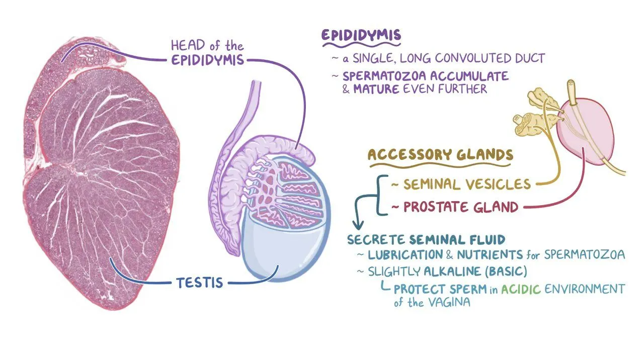 <p>B. Duct of the seminal vesicle</p><p>it transports seminal fluid that mixes with sperm in the ejaculatory duct but does <strong>not</strong> contain spermatozoa itself</p><ul><li><p class=""><strong>ductus deferens (ampulla)</strong> carries sperm from the epididymis toward the ejaculatory duct.</p></li><li><p class="">The <strong>epididymis</strong> stores and conducts sperm from the testes.</p></li><li><p class="">The <strong>prostatic urethra</strong> carries sperm during ejaculation</p></li></ul><p></p>