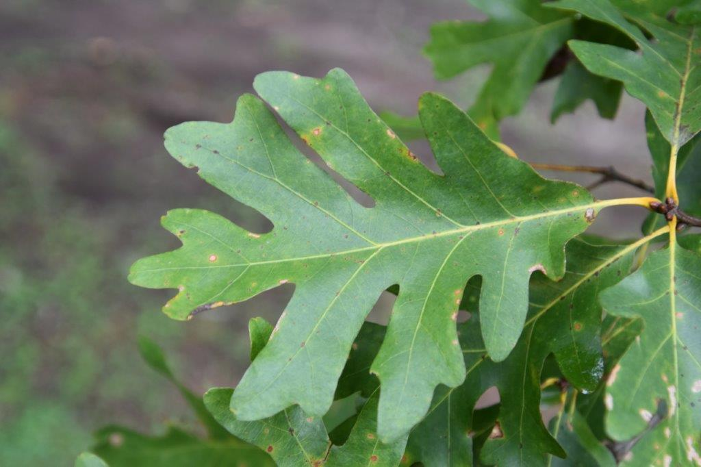 <p><em>Quercus alba</em></p>