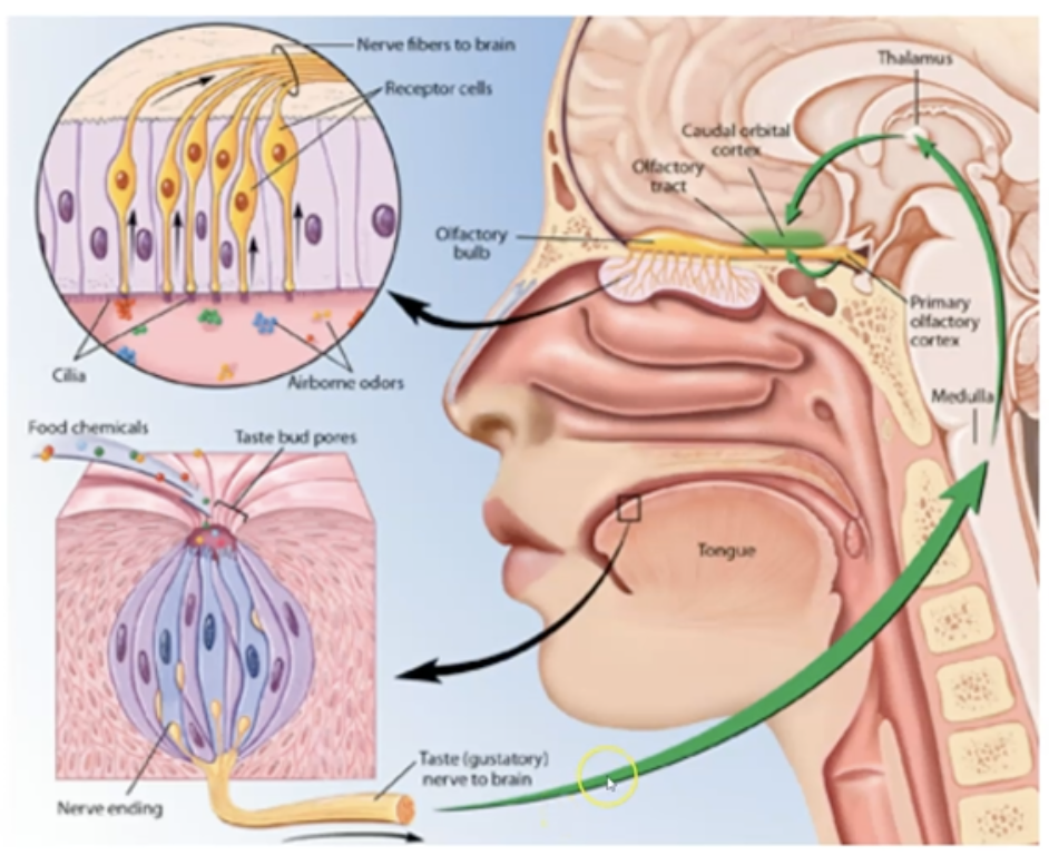 <p>The information is sent via the facial and glossopharyngeal nerves to the brainstem, thalamus, and gustatory cortex in the cerebral cortex at the frontal and temporal lobes.</p>