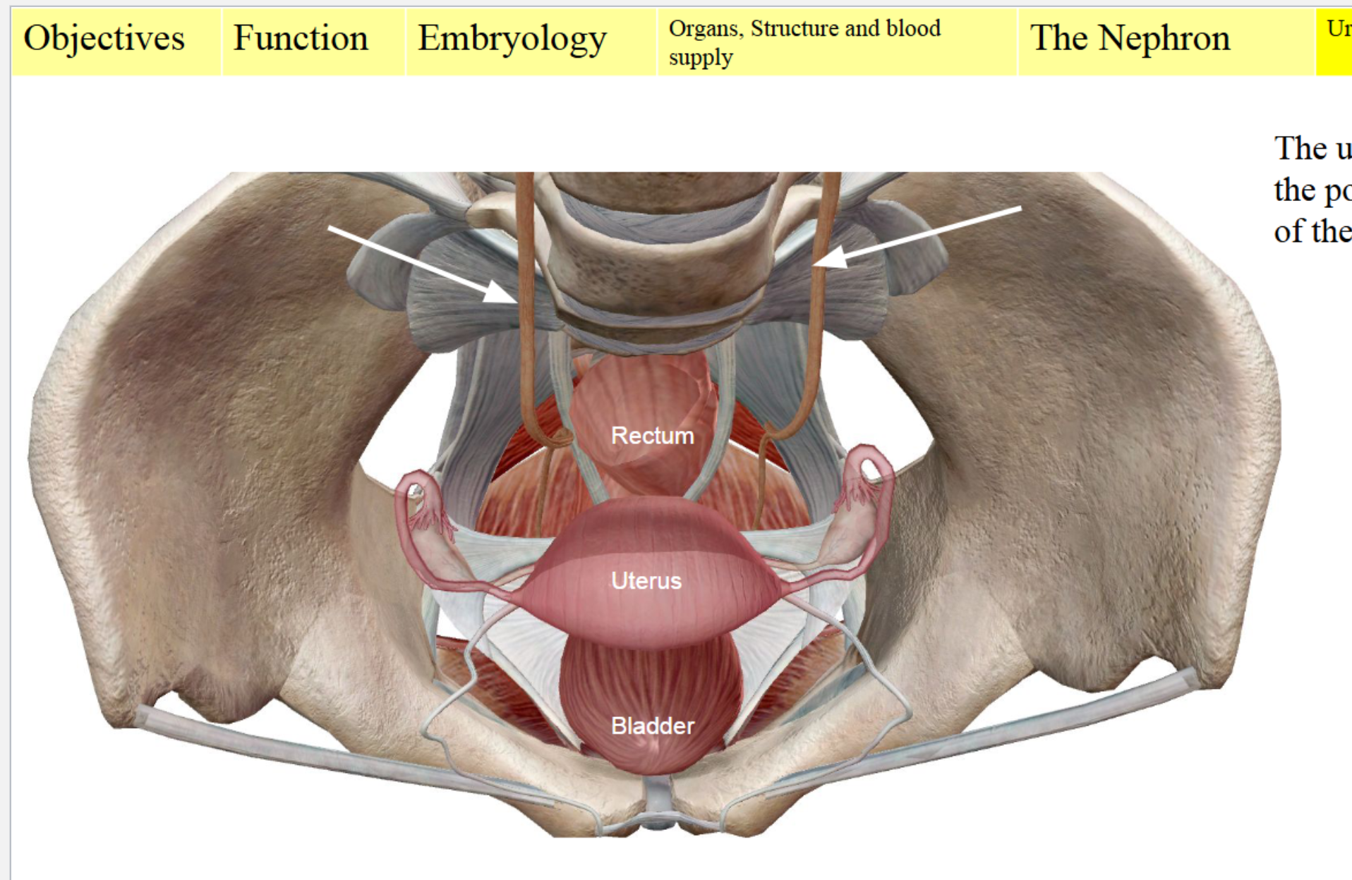 <ul><li><p>Ureter enters <strong>posterior-lateral wall</strong></p></li><li><p>Bladder sits <strong>anterior</strong> to uterus (female)</p></li><li><p>Urethra exits inferiorly</p></li></ul><p></p><ul><li><p>Each ureter approaches the bladder from behind (posterior side).</p></li><li><p>They enter the bladder at an <strong>angle</strong> on the <strong>upper side of the bladder wall</strong>.</p></li></ul><p><strong>Why this angle matters</strong></p><p>This angled insertion forms a <strong>natural flap valve</strong>:</p><ul><li><p>When the bladder fills with urine, the expanding wall <strong>compresses the ureter opening</strong>,</p></li><li><p>Preventing <strong>urine from flowing backwards</strong> into the ureter (vesicoureteral reflux).</p></li></ul><p>If the angle is too shallow (common in infants), reflux happens → ↑ risk of kidney infections.</p><p></p>