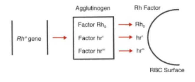<p>Wiener postulated that a single gene produces a single product that contains separately recognizable factors</p><ul><li><p>This Rh gene produced at least three factors within an agglutinogen</p><ul><li><p>agglutinogen may be considered the phenotypic expression of the haplotype</p></li><li><p>Gene = agglutinogen Rh factors</p></li></ul></li><li><p>Each factor is an antigen recognized by an antibody</p></li><li><p>Antibodies recognize single/multiple factors or antigens</p></li><li><p>Nomenclature (R<sub>0</sub>, R<sub>1</sub>, R<sub>2</sub>, R<sub>Z</sub>, r, r', r", r<sup>y</sup>)</p><ul><li><p>Rh<sub>0</sub> = Dce (0 = no CE)</p></li><li><p>hr' = Ce = 1</p></li><li><p>hr" = cE = 2</p></li><li><p>CE = z or y</p></li></ul></li></ul><p></p>