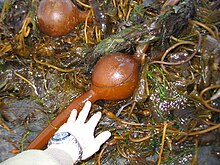 <p>gas filled floats that keep fronds on seaweeds suspended in the water column </p>