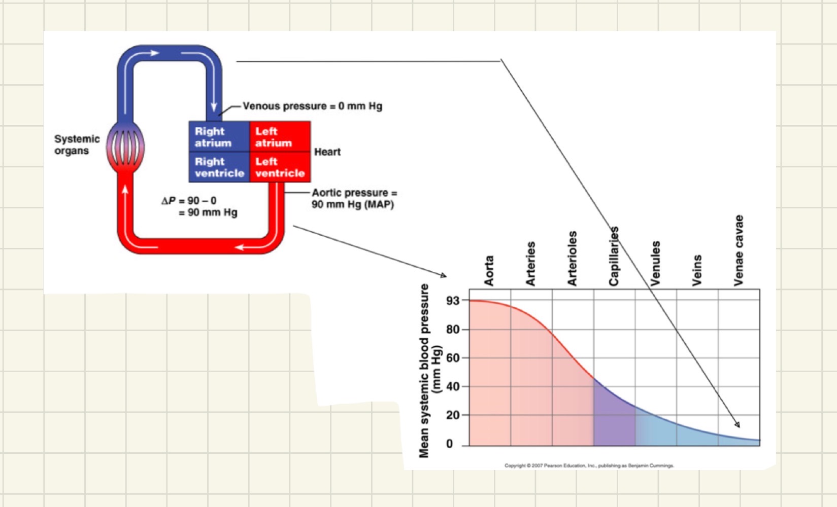<p>out of all these vessels the arterioles are providing the greatest amount in resistance</p><p></p>
