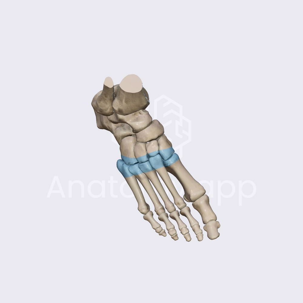 <p>located between the cuneiforms or cuboid and the metatarsal bones</p>