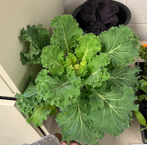 <ul><li><p>specific variety</p><ul><li><p>will not grow big cabbage head</p></li></ul></li><li><p>large obovate leaf</p><ul><li><p>rough ends of the leaf</p></li></ul></li><li><p>glaucus coating</p></li><li><p>white, green, purple</p></li><li><p>top five cool season crops</p></li><li><p>edible BEOFRE it flowers</p></li><li><p>used as mass plantings</p></li></ul><p></p>