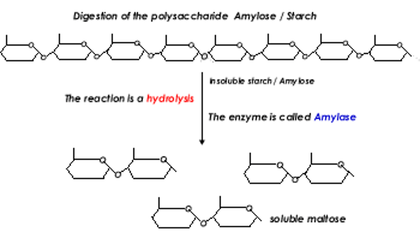 <p>Splits polysaccharide into disaccarides</p>