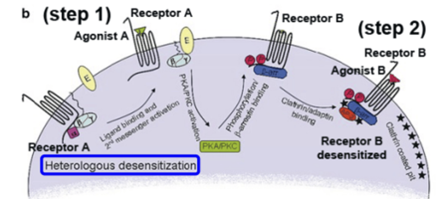 <p>adding an agonist for receptor A, desensitizes receptor B (DDI)</p><p>- triggers phosphorylation of a different receptor</p>