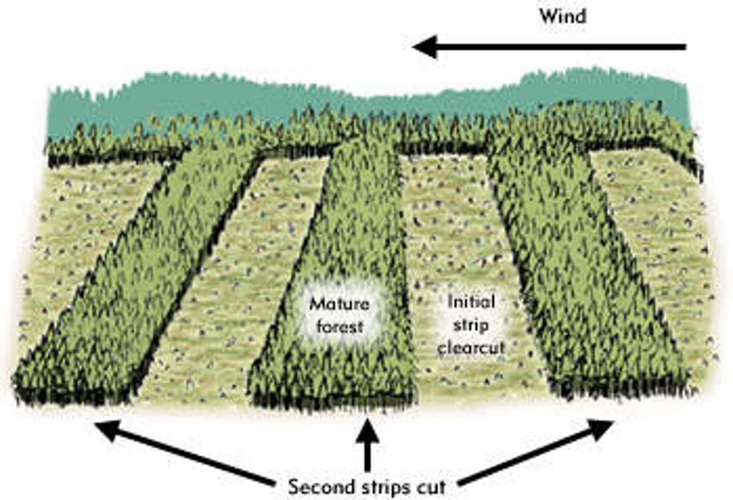 <p>Narrow strips are cut so that forest on either side can regrow and reclaim the land, allowing forests to be logged with minimum effort and damage</p><p>- Allows other trees to grow to maturity and also leaves enough for habitats for animals</p>