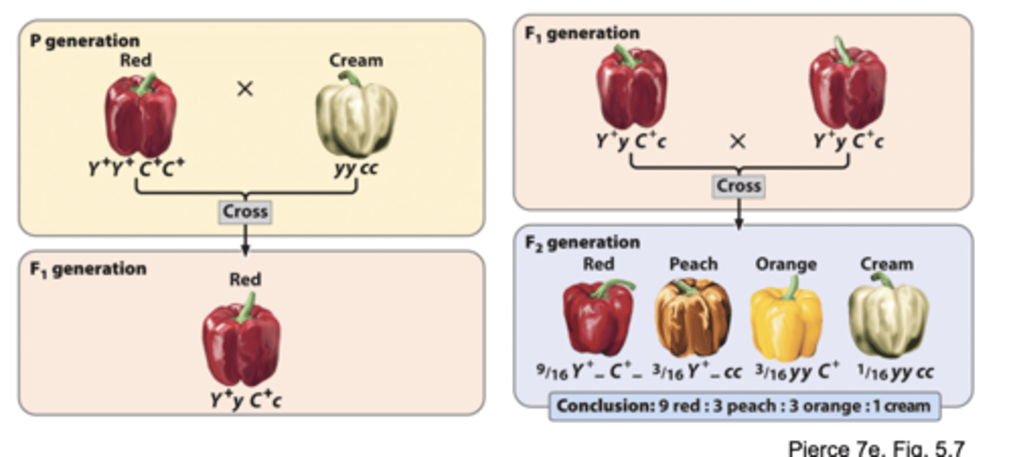 <p>Interactions between ______ genes for pigment synthesis determines _______ fruit colors in peppers. This 9:3:3:1 segregation is of four phenotypes for the same character (color), rather than four combinations of phenotypes for different characters</p>