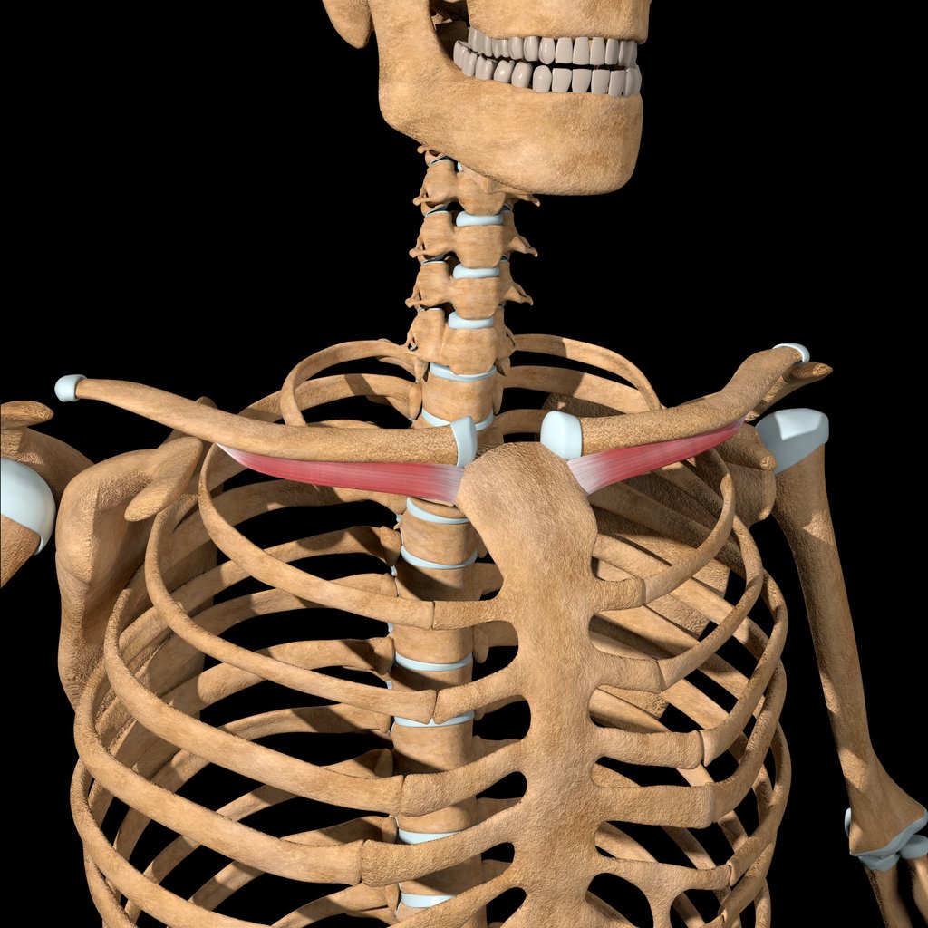 <p>Shoulder Girdle Muscle:</p>