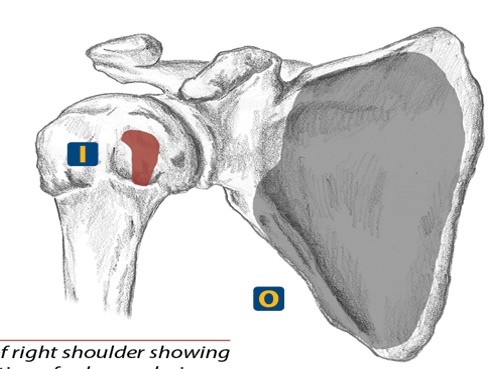 <p>Lesser tubercle of the humerus</p>