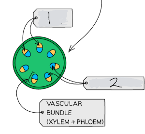 <p>In the cross-section of a stem, what is the <strong>1</strong>?</p>