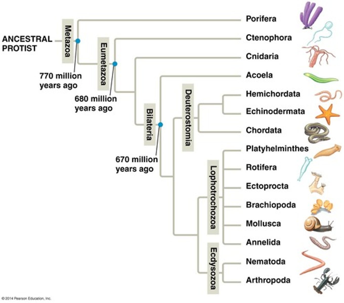 <p>colonial flagellated protist</p>