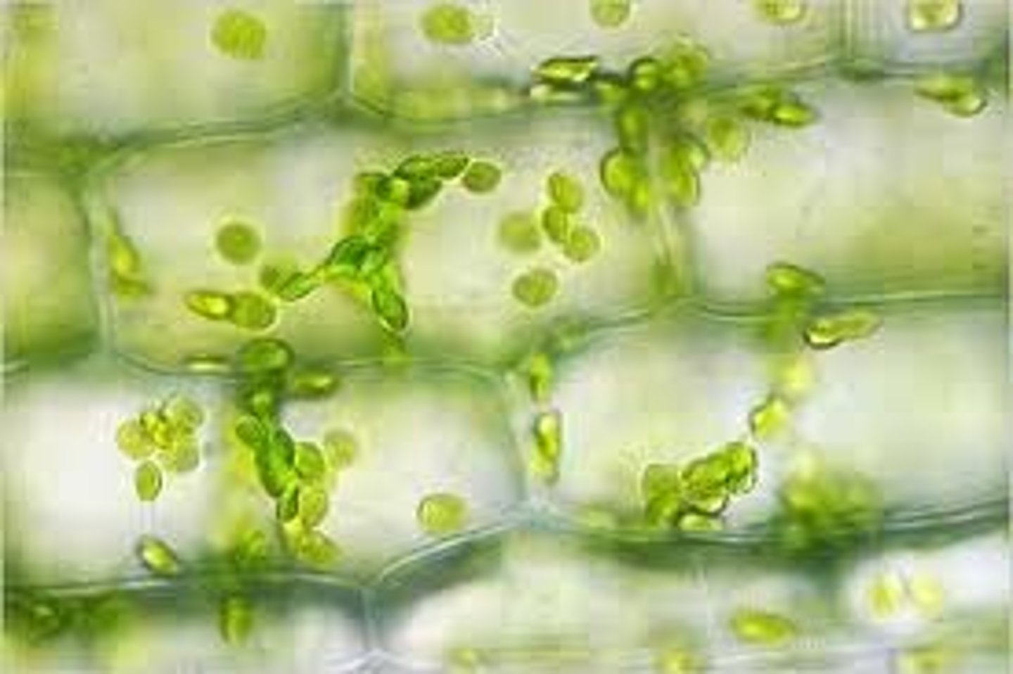 <p>common pond weed found in NC, contains cell wall, chloroplasts, nucleus, vacuoles</p>