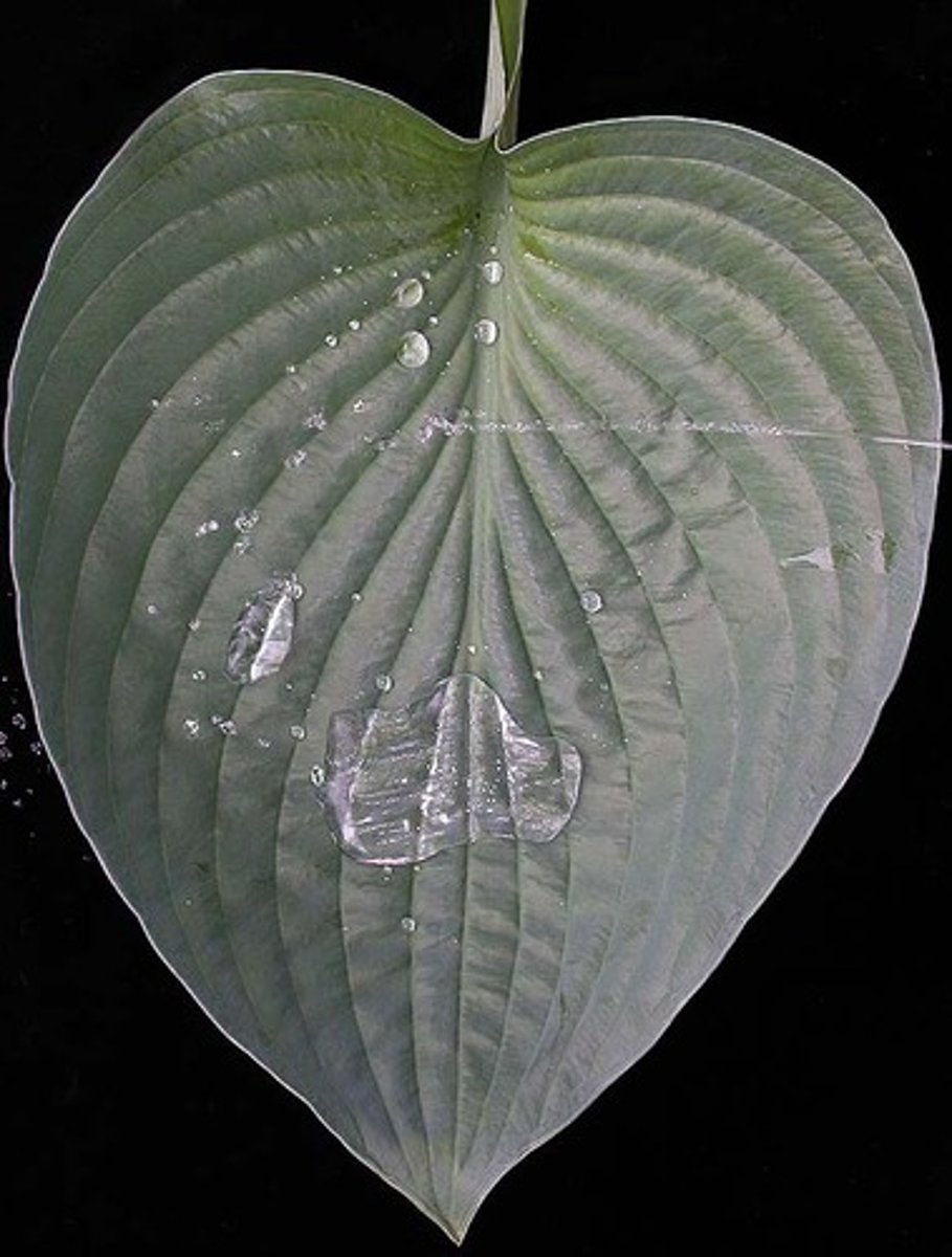 <p>a waxy, waterproof layer on a plant</p>