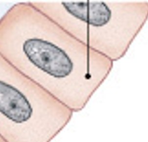 <p>Which type of bone cell is:</p><ul><li><p>Immature bone cells that secrete matrix compounds</p></li><li><p>Produce new bone matrix (osteogenesis)</p></li></ul><p></p>