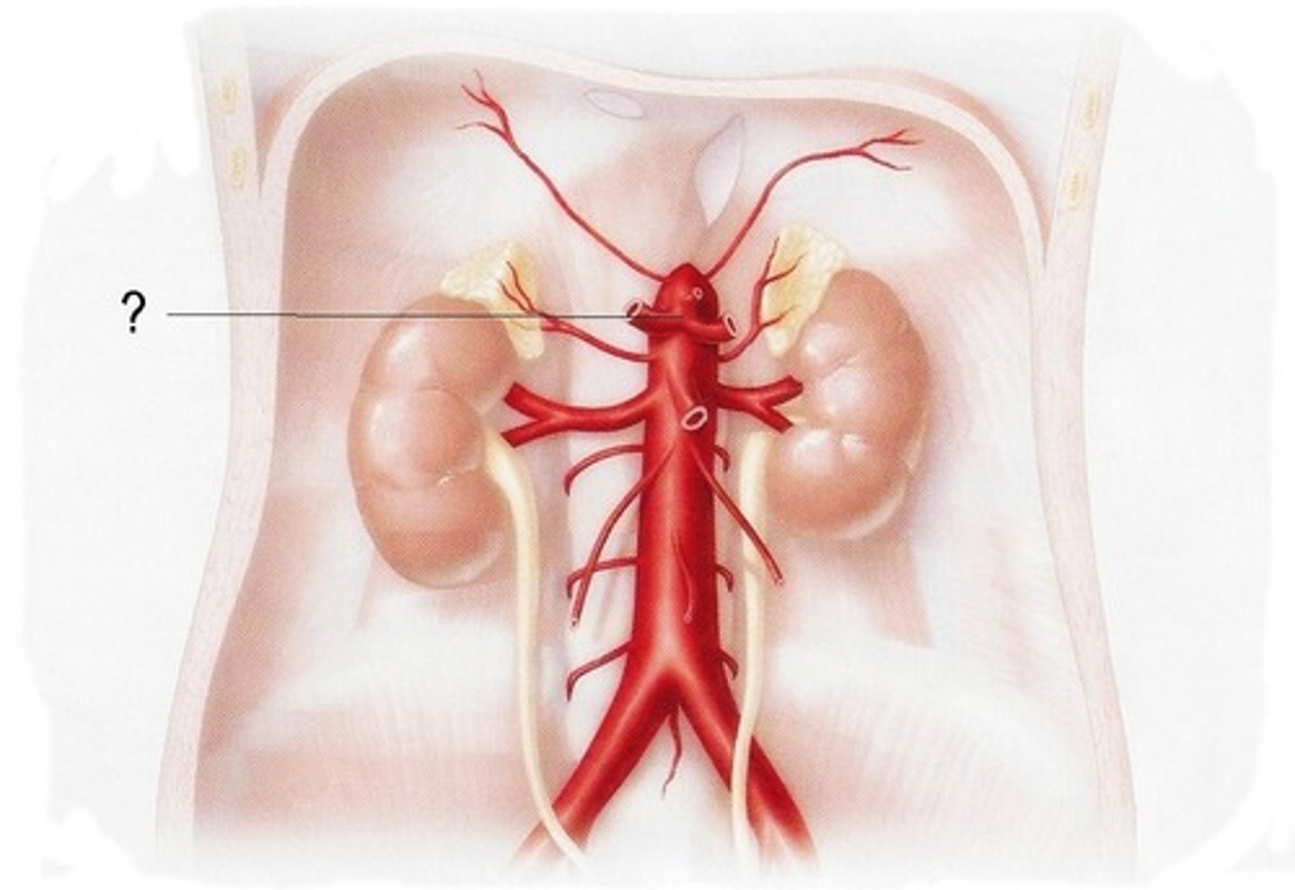 <p>identify this artery</p>