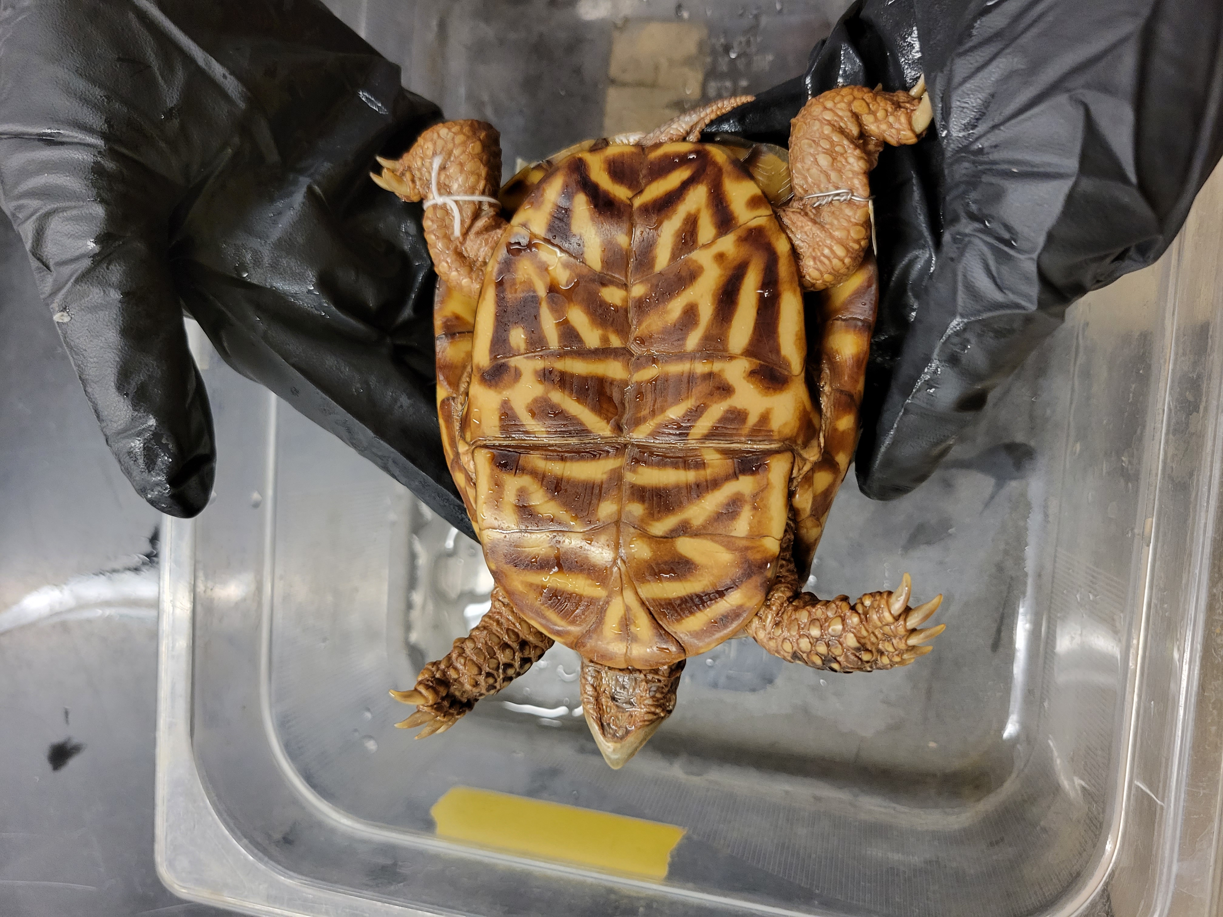 <p><span>Ornate Box Turtle<br><br>Can be distinguished from T. carolina using the following characters: (1) Its carapace is flattened or depressed on top; (2) both carapace and plastron are well ornamented.</span></p>