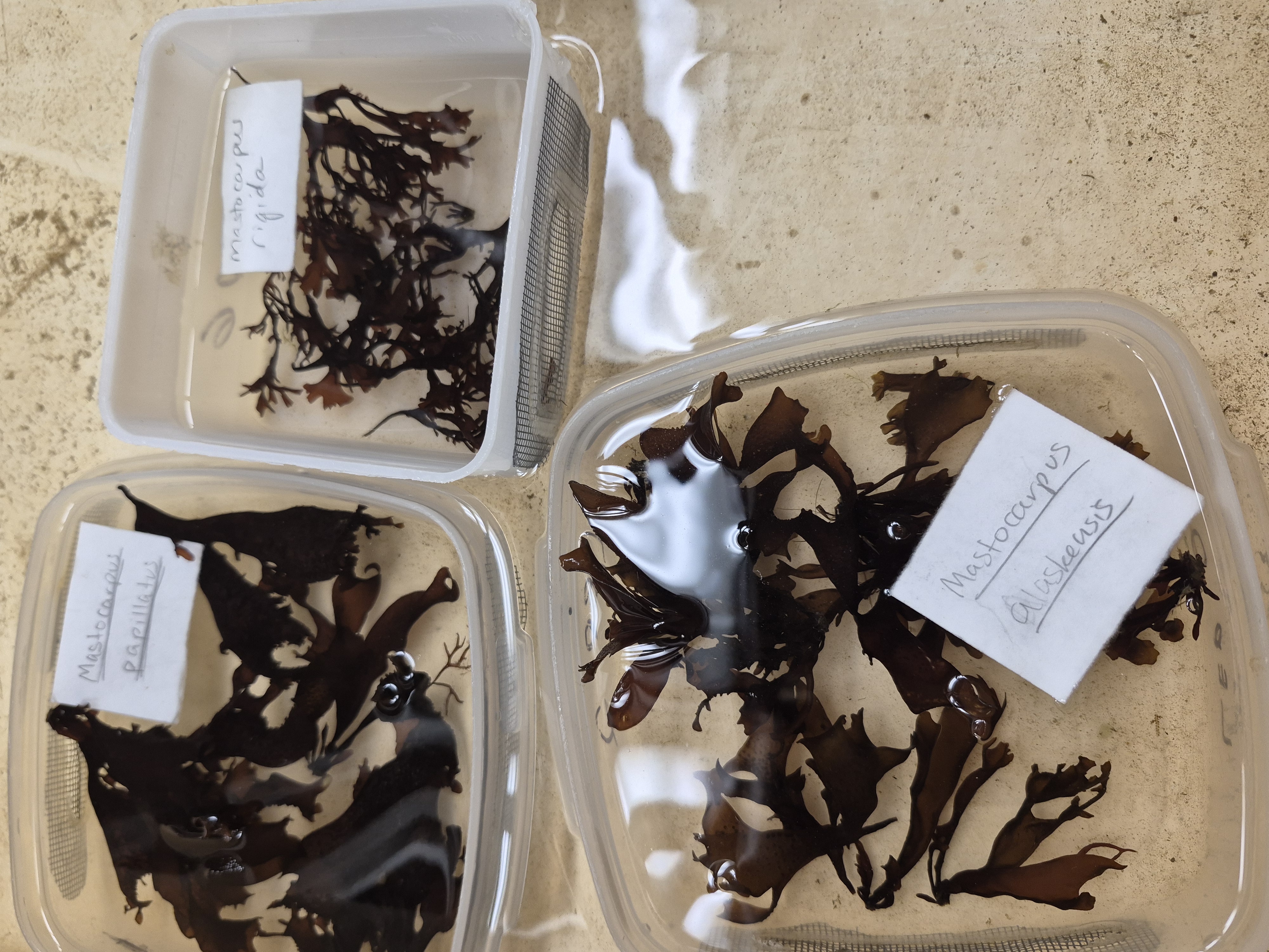 <p>mastocarpus</p>