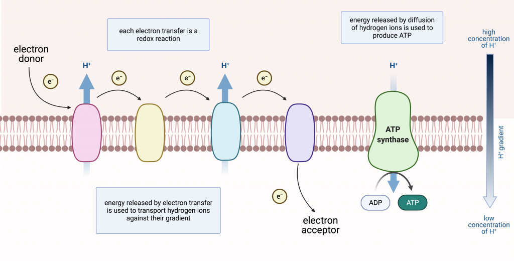 <p>It is stored as potential energy in the proton gradient across the inner mitochondrial membrane.</p>