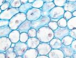 <p>What is this type cell?</p>