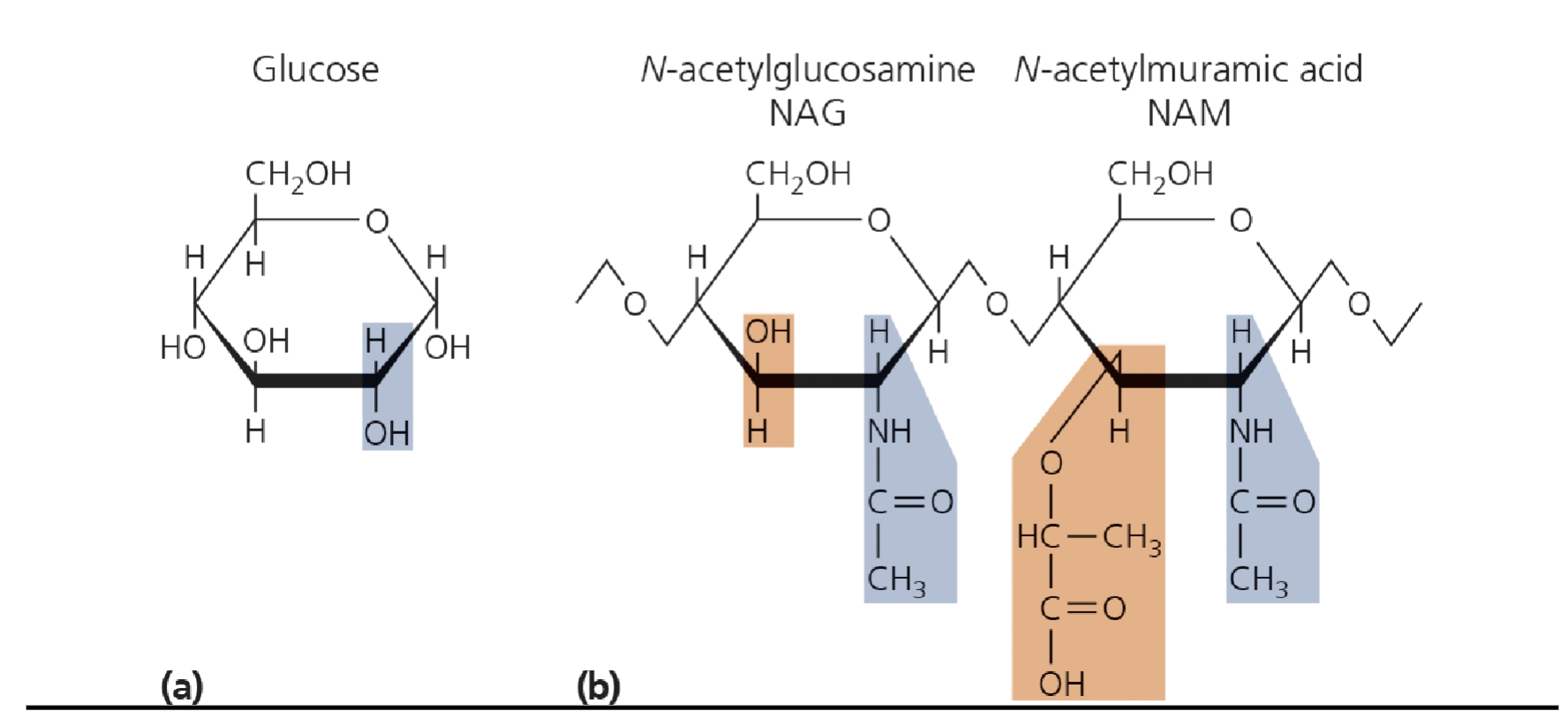 <ul><li><p>NAG and NAM which are modified glucose</p></li><li><p>NAG and NAM are attached via tetrapeptide crossbridges,</p></li><li><p>Peptidoglycan is the same cell wall structure in both Gram negative and positive bacteria</p></li></ul><p></p>