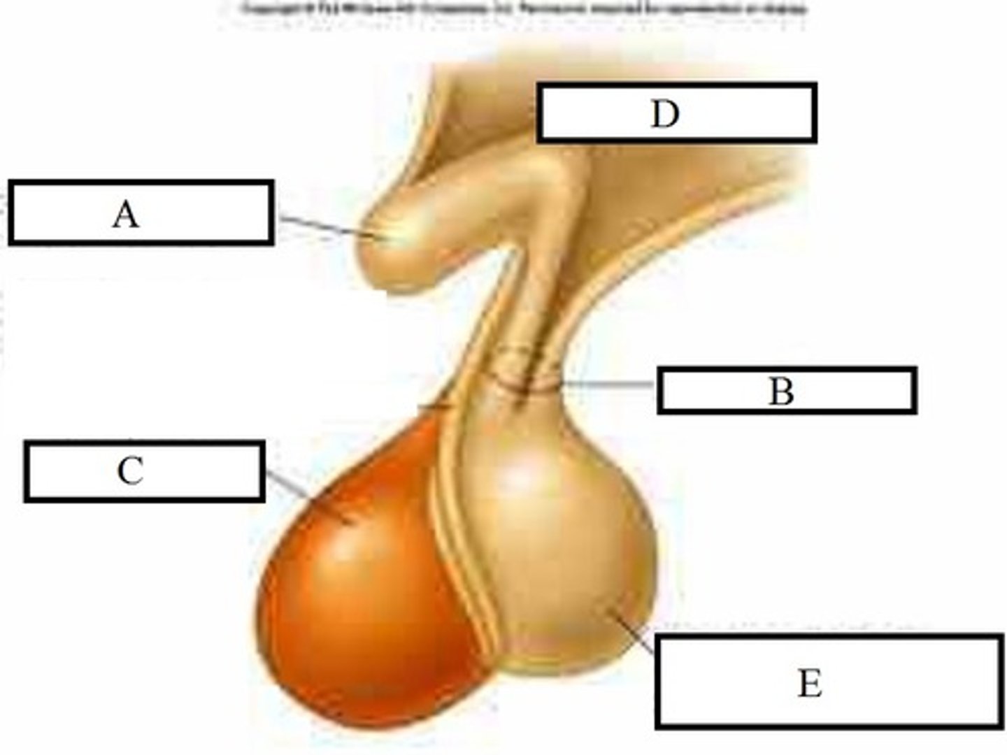 <p>anterior portion of the pituitary gland</p><p>- C</p>