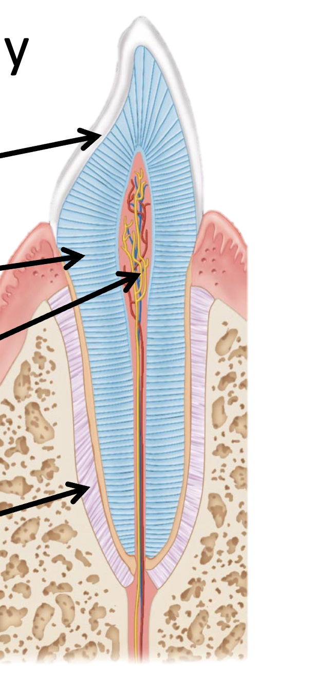 <p>Tooth anatomy </p>