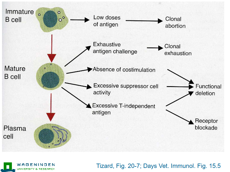 <p>Immature B cell → Mature B cell → Plasma cell</p><p></p><p>immature cell → low doses of antigen →clonal abortion</p><p>Mature b cell → exhaustive antigen challenge → clonal exhaustion</p><p>Mature B cell → absence of costimulation, excessive suppressor cell activity, excessive T-independent antigen → functional deletion</p><p>Mature B cell → excessive T-independent antigen → receptor blockade</p>